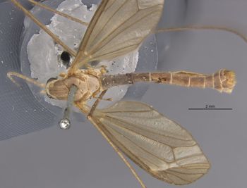 Media type: image;   Entomology 10282 Aspect: habitus dorsal view